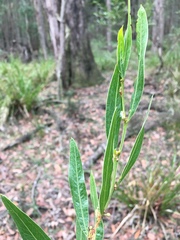 Acacia verniciflua