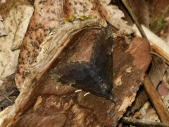 Hypena bijugalis