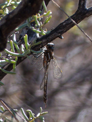 Rhionaeschna absoluta
