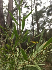 Acacia verniciflua