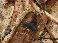 Hypena bijugalis