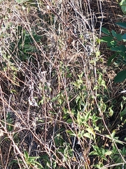 Ambrosia ambrosioides