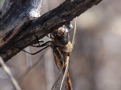 Rhionaeschna absoluta