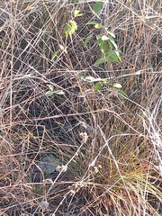 Ambrosia ambrosioides