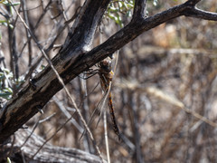Rhionaeschna absoluta