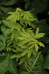 Calliandra tweediei