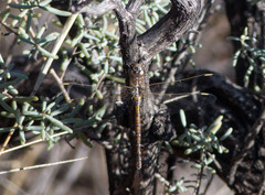 Rhionaeschna absoluta