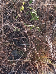 Ambrosia ambrosioides