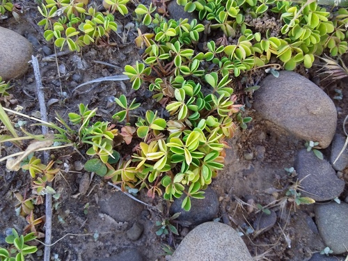Oxalis bisfracta (Oxalis bisfracta)