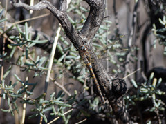 Rhionaeschna absoluta