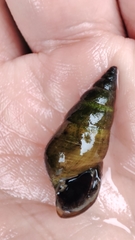 Semisulcospiridae
