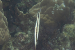 Centriscinae