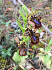 Ophrys speculum