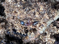 Camponotus innexus