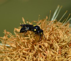 Amphylaeus morosus