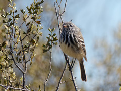 Anairetes flavirostris