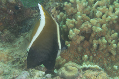 Heniochus varius