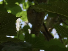 Pheucticus ludovicianus