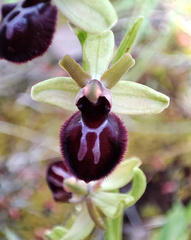 Ophrys