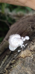 Fungi