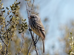 Anairetes flavirostris