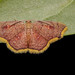 Tricentra navatteae - Photo (c) Maria Isabel Weyermanns, some rights reserved (CC BY-NC), uploaded by Maria Isabel Weyermanns