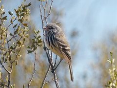 Anairetes flavirostris