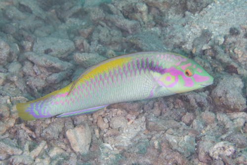 Zigzag Wrasse