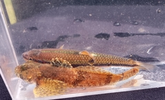 Cottus chattahoochee