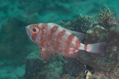 Heteropriacanthus carolinus