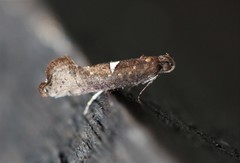 Acrolepiopsis assectella