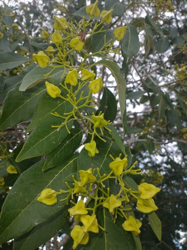 Bourreria pulchra (Bourreria pulchra)