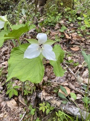 Trillium simile