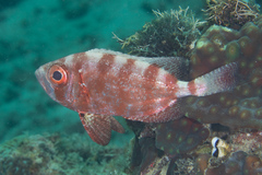 Heteropriacanthus carolinus