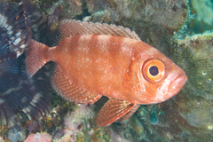 Heteropriacanthus carolinus