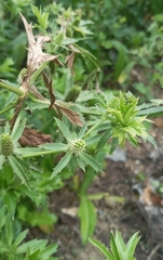 Eryngium foetidum image