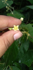Angiospermae