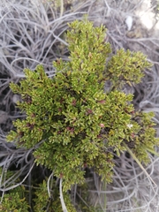 Arcytophyllum thymifolium