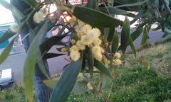 Angiospermae