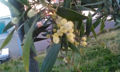 Angiospermae