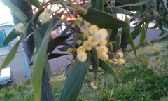 Angiospermae