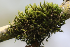 Pulvigera lyellii