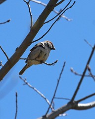 Passer domesticus