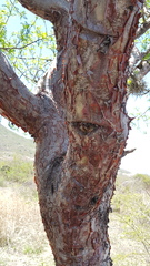 Bursera galeottiana