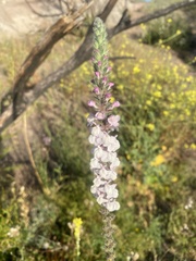 Sairocarpus coulterianus