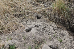 Thomomys talpoides