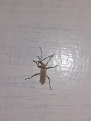 Chauliognathus cinguliventris
