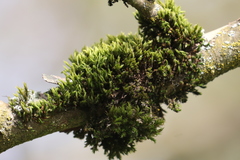 Pulvigera lyellii