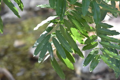 Thouinidium decandrum