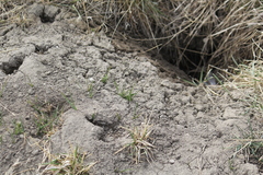Thomomys talpoides